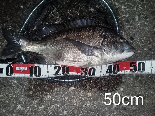クロダイの釣果