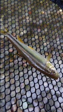 カワムツの釣果