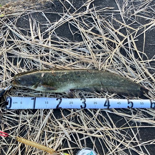 ナマズの釣果