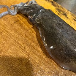 アオリイカ