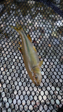 カワムツの釣果