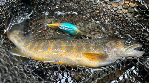 イワナの釣果