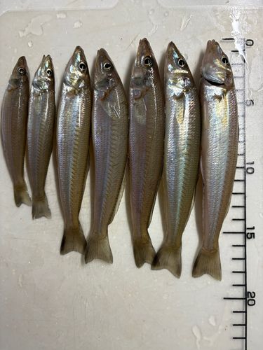 シロギスの釣果