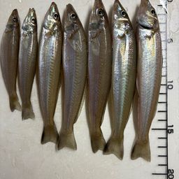 シロギス