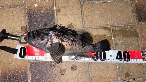 クロソイの釣果