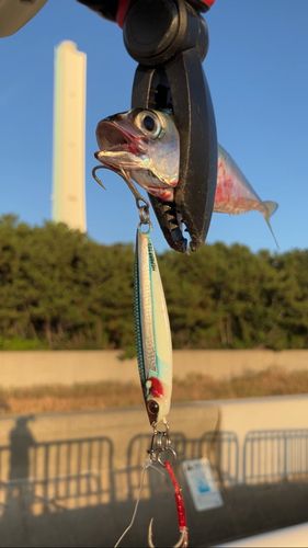 南港魚つり公園