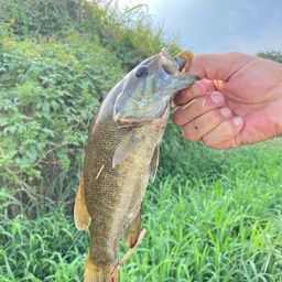 スモールマウスバス