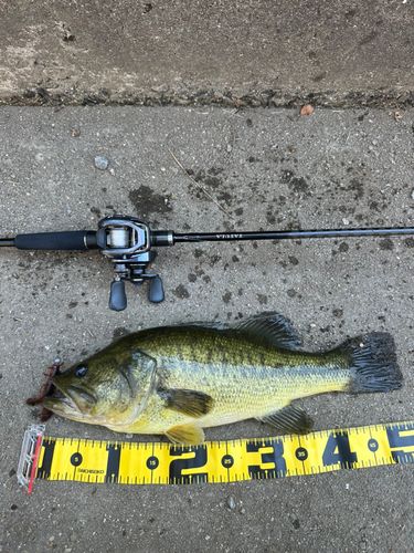 ブラックバスの釣果