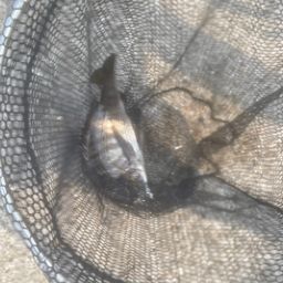 クロダイ