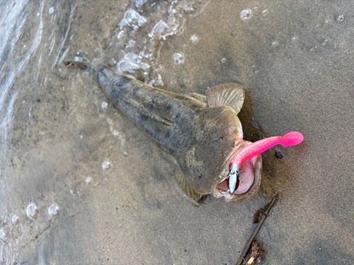 マゴチの釣果