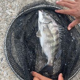 クロダイ
