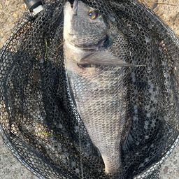 クロダイ