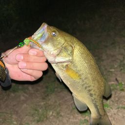 ブラックバス