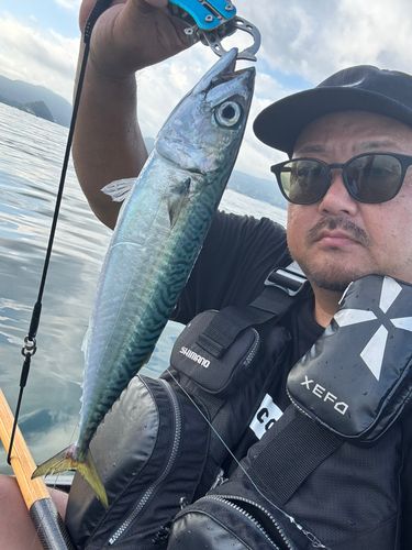 サバの釣果