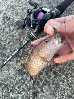 オオモンハタの釣果