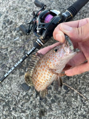 オオモンハタの釣果
