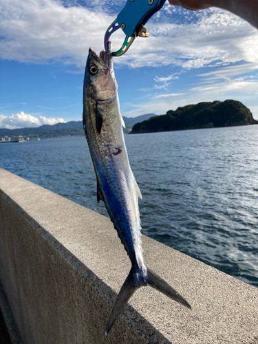 サゴシの釣果