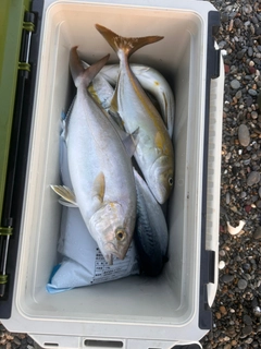 ショゴの釣果