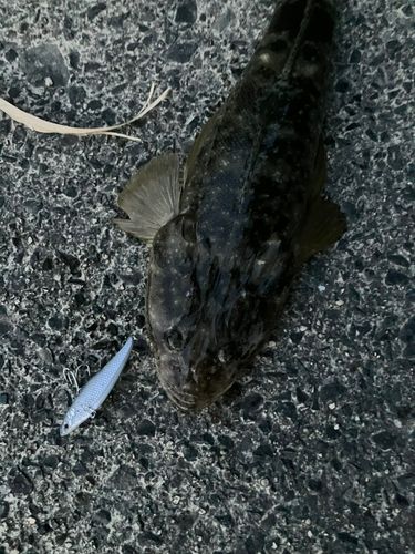 山口湾
