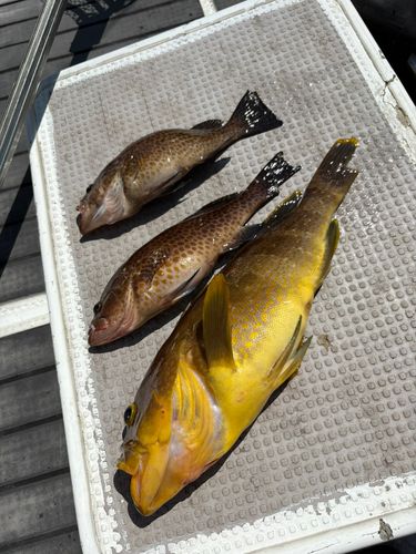 アオハタの釣果