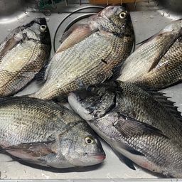 クロダイ