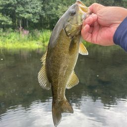 スモールマウスバス