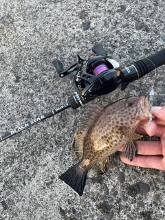 オオモンハタの釣果