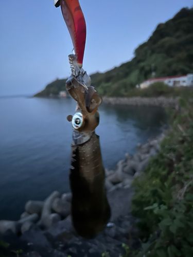 東伊豆