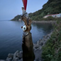 アオリイカ