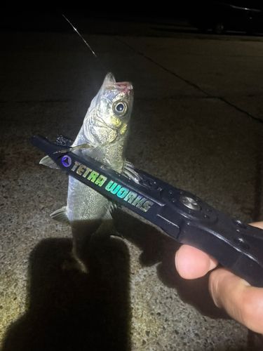 スズキの釣果