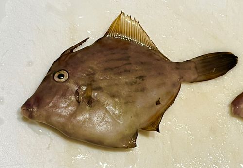 カワハギの釣果