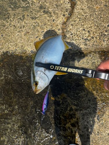 シオの釣果