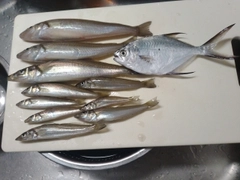 シロギスの釣果