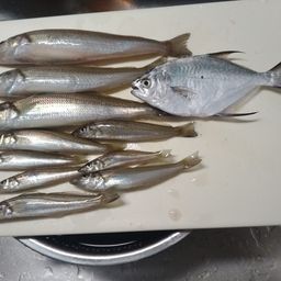シロギス