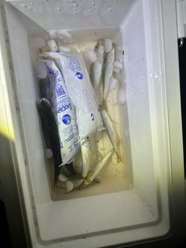 アジの釣果