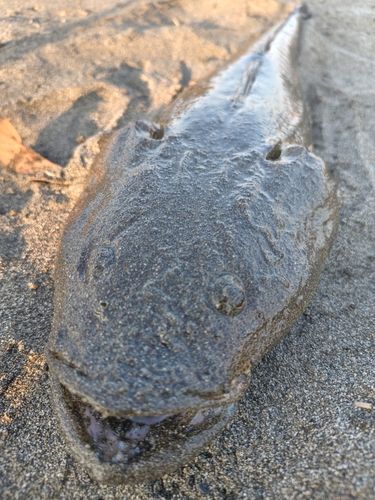 辻堂海浜公園前