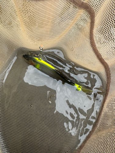 アユの釣果
