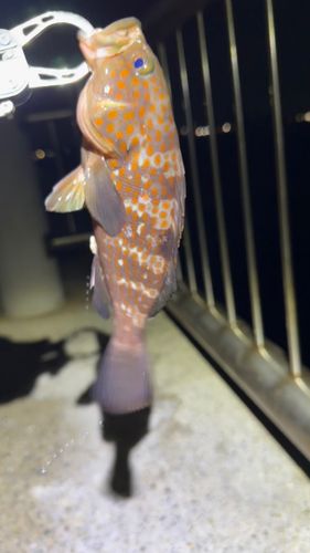新舞子マリンパーク