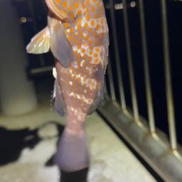 キジハタ