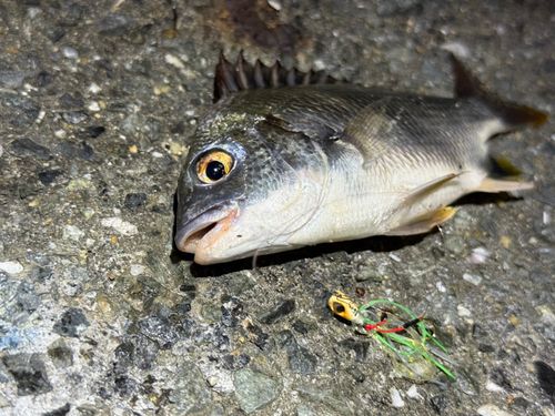 キビレの釣果