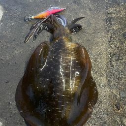 アオリイカ