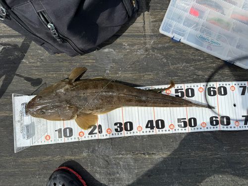 マゴチの釣果