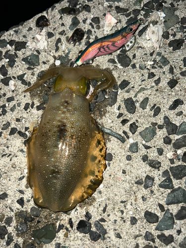 アオリイカの釣果