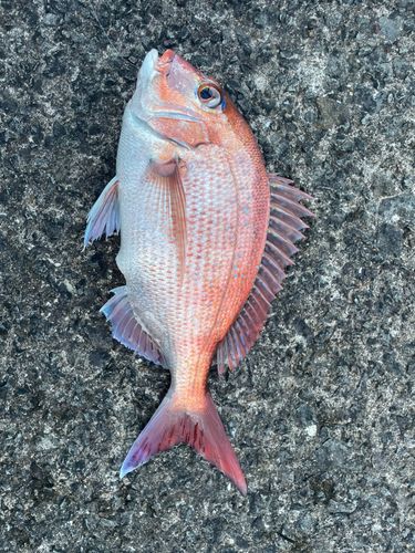 マダイの釣果