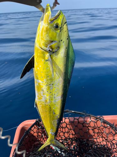 シイラの釣果