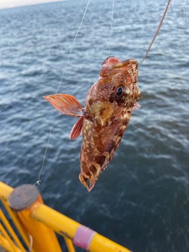 磯子海づり施設