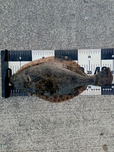 ヒラメの釣果