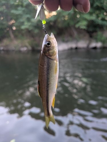 カワムツの釣果