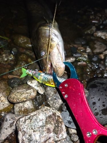 ナマズの釣果