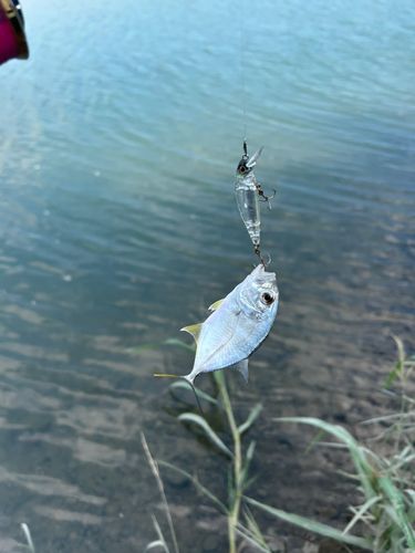 メズロの鼻